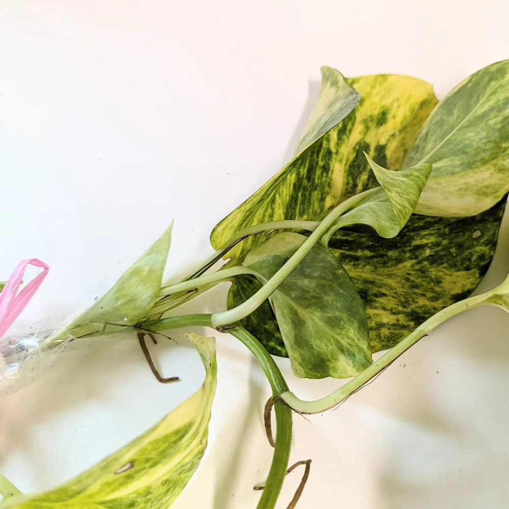 Pothos Plant Cuttings For Party Favors. Individually Wrapped Set Of Ten.